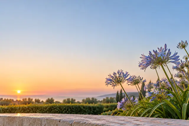 Agapantos azuis à direita de um jardim ao amanhecer, com sol no horizonte e amplo céu em azul e pêssego.