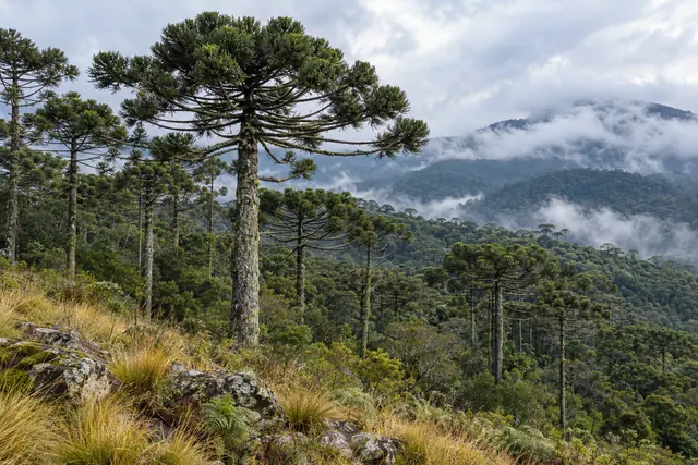 Araucárias em encosta com capim dourado e pedras, diante de montanhas cobertas por mata e neblina.