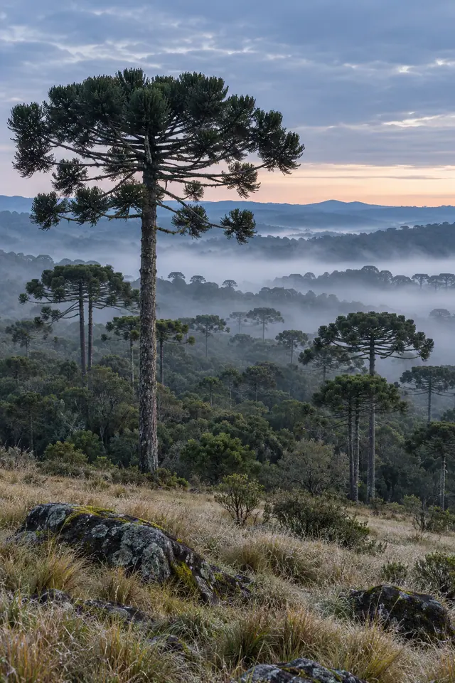 Araucária alta diante de uma floresta com névoa ao amanhecer, com capins cobertos de geada e pedras no primeiro plano.