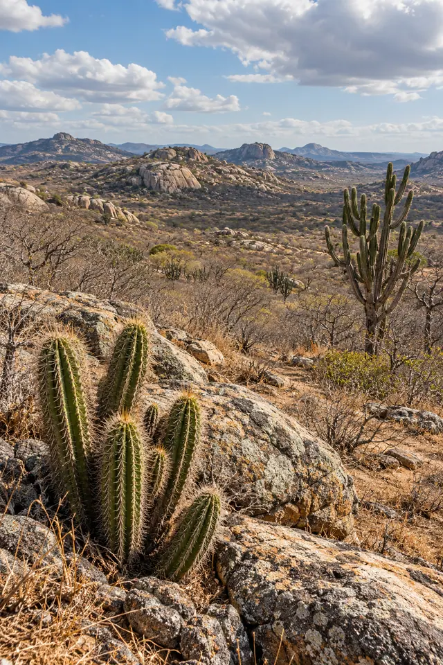 Cactos entre rochas e capim seco, com mandacaru, caatinga e serras ao fundo sob céu azul com nuvens.