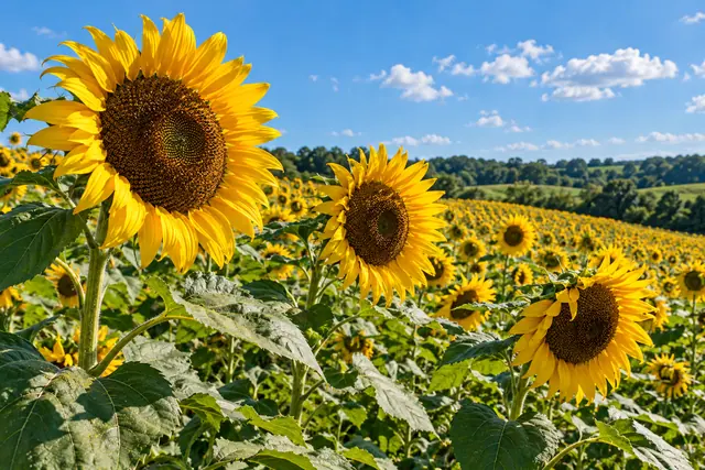 Girassóis amarelos em primeiro plano, com campo florido, árvores e céu azul com nuvens ao fundo.