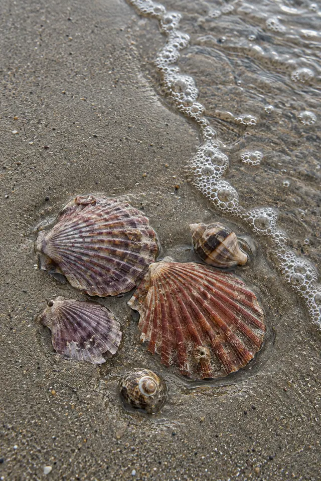 Conchas avermelhadas, violetas e espiraladas sobre areia molhada, junto à água transparente e à espuma do mar.