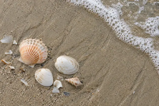 Conchas claras e uma concha espiral sobre areia úmida, com espuma do mar no canto superior direito.