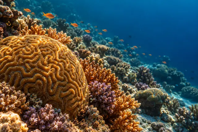 Coral dourado em primeiro plano, cercado por corais laranjas e lilases, com pequenos peixes na água azul.