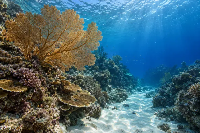 Coral em leque dourado ao lado de um caminho de areia entre recifes, com pequenos peixes e luz solar na água azul.
