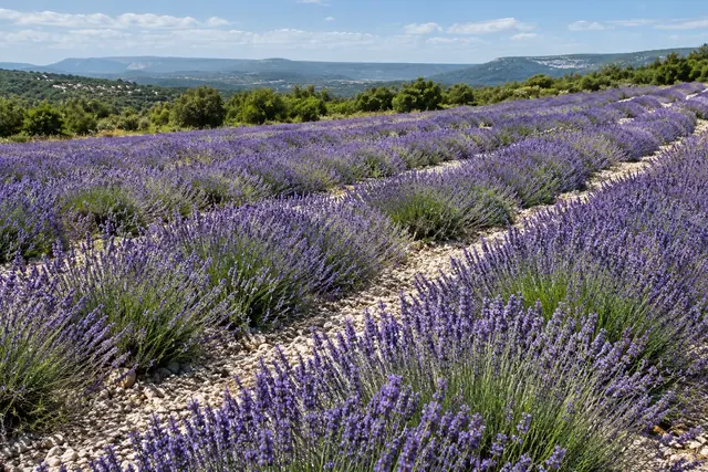 Campo de lavanda em fileiras diagonais sobre solo pedregoso, com árvores e colinas ao fundo sob céu azul.