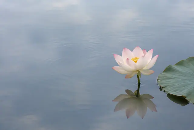 Flor de lótus branca com pontas rosadas refletida em um lago tranquilo, ao lado de uma folha verde.