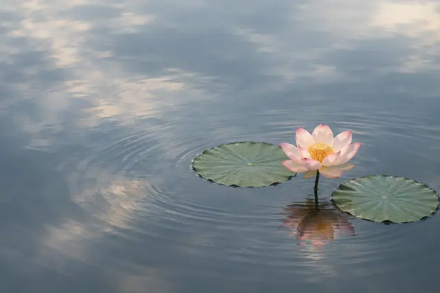 Flor de lótus rosa entre duas folhas verdes, com reflexo e ondulações suaves na água azul-acinzentada.