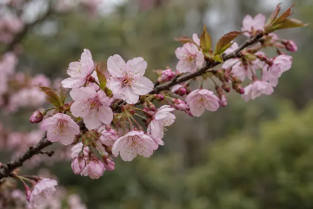 Ramo diagonal de cerejeira com flores rosa-claras, botões e folhas novas diante de um jardim desfocado.