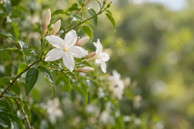 Flores brancas de jasmim e botões entre folhas com gotas de água, sobre fundo verde desfocado.