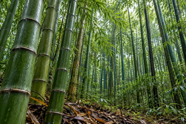 Floresta de bambus verdes com gotas de chuva, folhagem densa e folhas secas sobre o chão úmido.