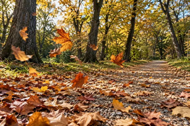 Folhas douradas de outono caem sobre um caminho de cascalho entre árvores iluminadas pelo sol em um parque.
