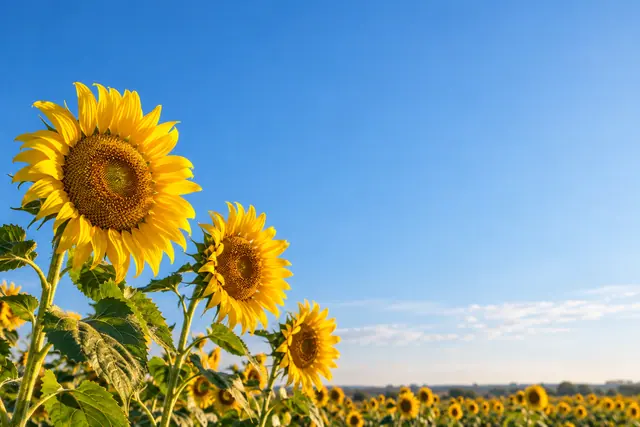Girassóis iluminados pelo sol à esquerda de um amplo céu azul, com um campo florido ao fundo.