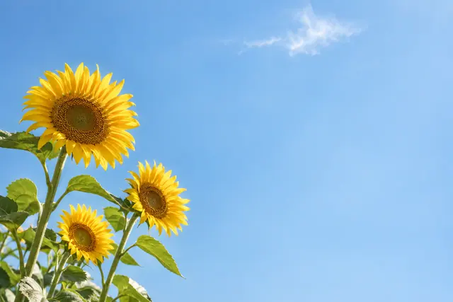 Três girassóis amarelos à esquerda sob um céu azul com uma nuvem suave e amplo espaço livre à direita.