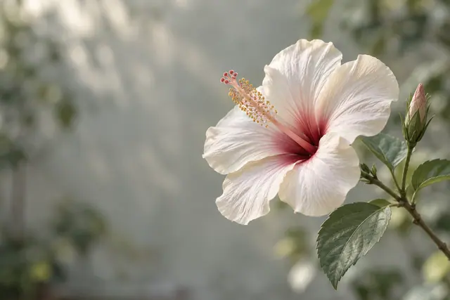 Hibisco branco de centro rosado, com botão fechado e folhas verdes à direita, sobre fundo cinza-esverdeado desfocado.