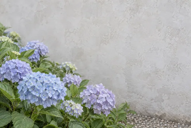 Hortênsias azuis e lilases com folhas verdes ao lado de um muro claro, com amplo espaço vazio à direita.