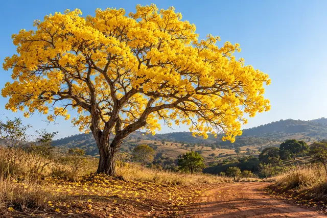 Ipê-amarelo florido ao lado de um caminho de terra, com pétalas no chão, capim seco e colinas sob o céu azul.