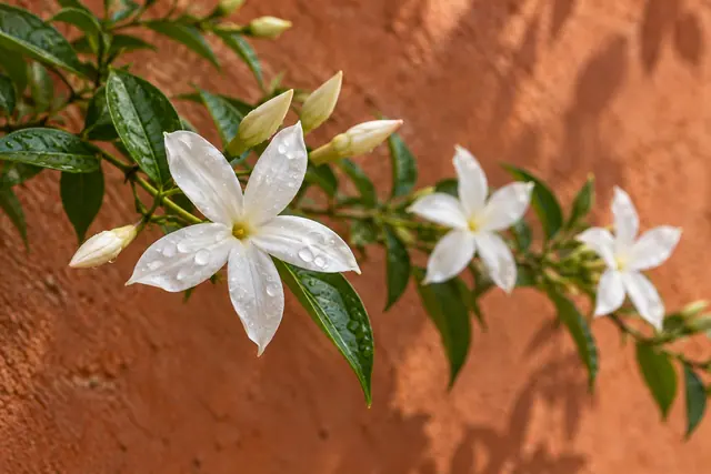 Flores brancas de jasmim com gotas de água e folhas verdes diante de um muro terracota.