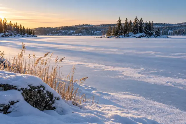 Lago congelado com neve, juncos dourados e rochas em primeiro plano, com ilha de coníferas à luz do entardecer.