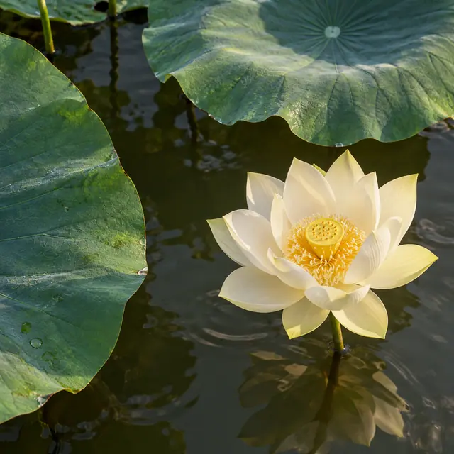 Lótus branca de centro amarelo sobre um lago, cercada por folhas verdes largas e refletida na água.
