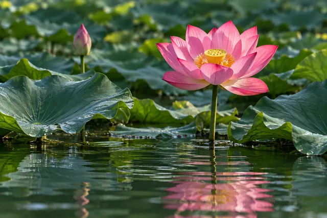 Lótus rosa com miolo amarelo sobre um lago, entre folhas verdes, com botão ao fundo e reflexo na água.
