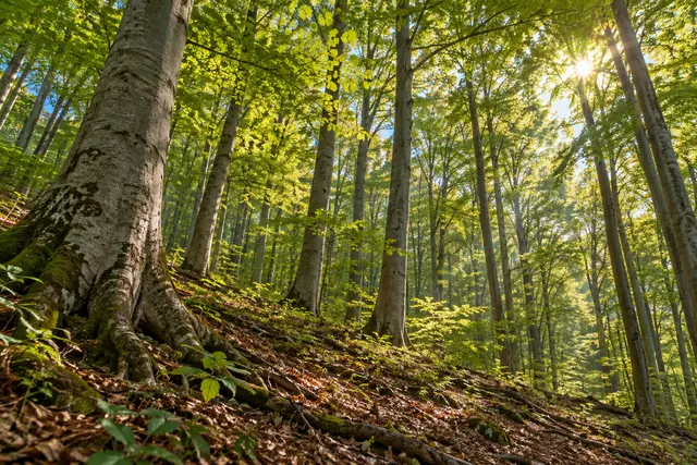 Sol atravessa folhas verdes de faias altas em uma encosta com raízes expostas e folhas secas.