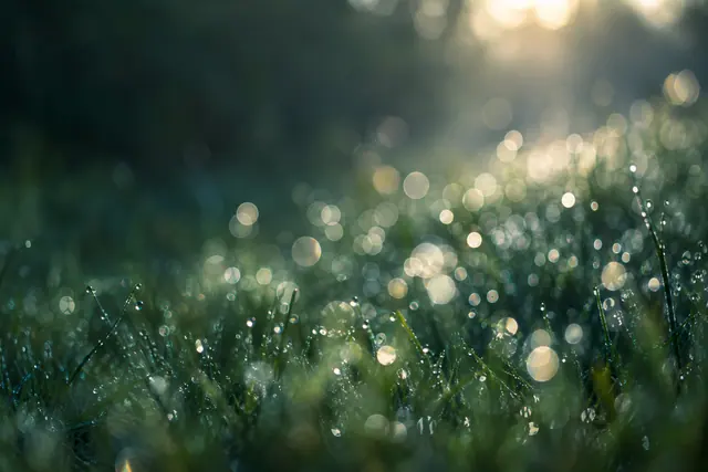 Relva com gotas de orvalho e luzes bokeh claras sobre fundo verde escuro, iluminada pelo sol da manhã.