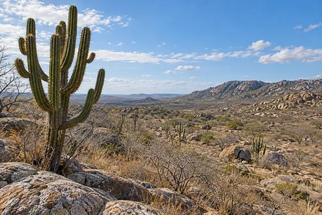 Mandacaru em primeiro plano entre rochas e vegetação seca da Caatinga, com serras ao fundo e céu azul.