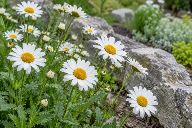 Margaridas brancas com miolos amarelos e botões entre folhas verdes, ao lado de pedras cinzentas no jardim.