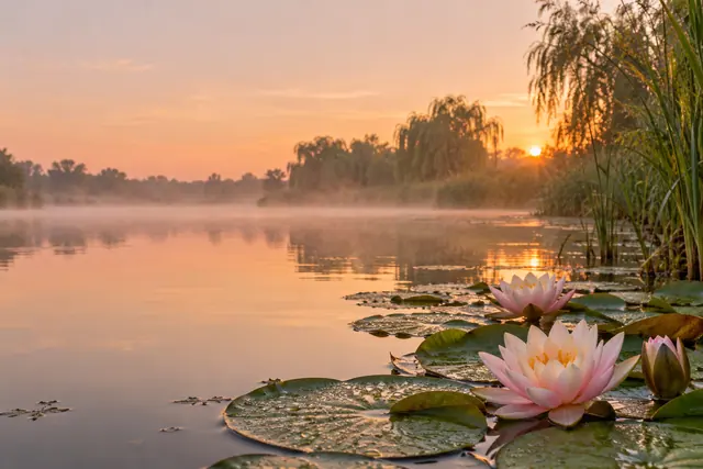 Nenúfares rosados sobre um lago com névoa, reflexos dourados e sol nascendo entre árvores ao fundo.