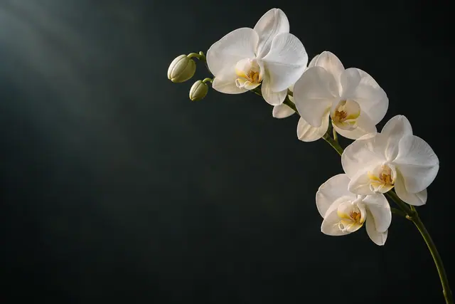 Ramo de orquídeas brancas com centros amarelos e botões verdes à direita, sobre fundo escuro com espaço livre à esquerda.