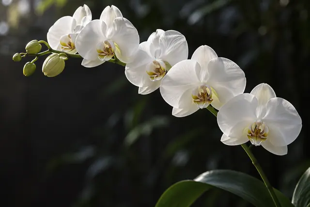 Orquídeas brancas em haste arqueada, com botões verdes e folhas largas, iluminadas sobre fundo escuro.