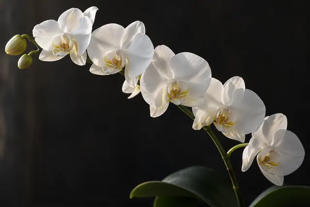 Orquídeas brancas em ramo arqueado, com dois botões e folhas verdes, iluminadas de lado contra um fundo escuro.