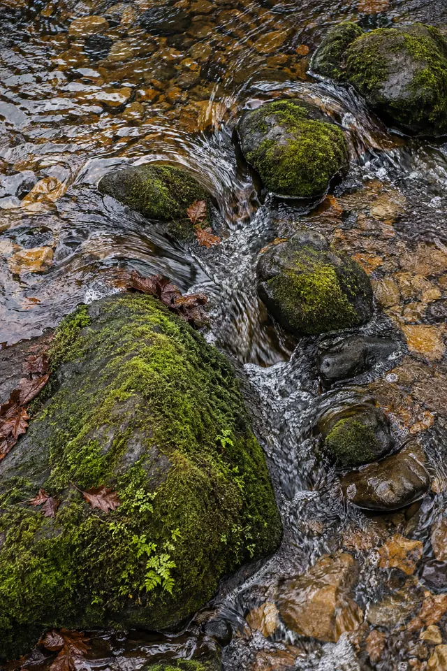 Vista de cima de um riacho com pedras cobertas de musgo verde, folhas castanhas e seixos sob a água transparente.