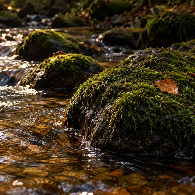 Pedras cobertas de musgo em riacho com reflexos dourados e uma folha seca em primeiro plano.