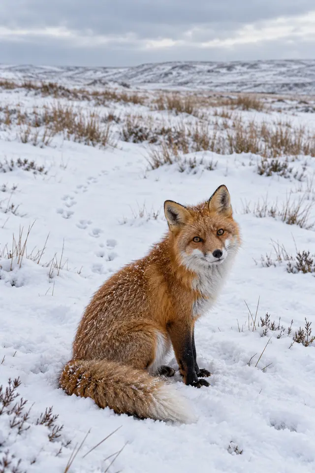 Raposa-vermelha sentada na neve, com flocos na pelagem e uma trilha de pegadas em campo aberto sob céu nublado.