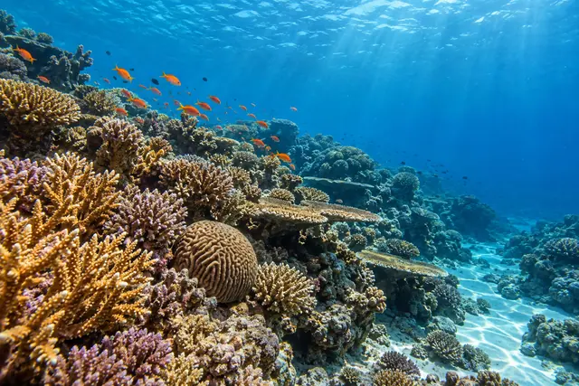 Peixes alaranjados nadam sobre um recife de corais, com raios de sol na água azul e reflexos na areia.