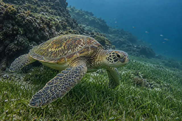 Tartaruga marinha nada sobre vegetação submersa ao lado de rochas, com pequenos peixes na água azul ao fundo.