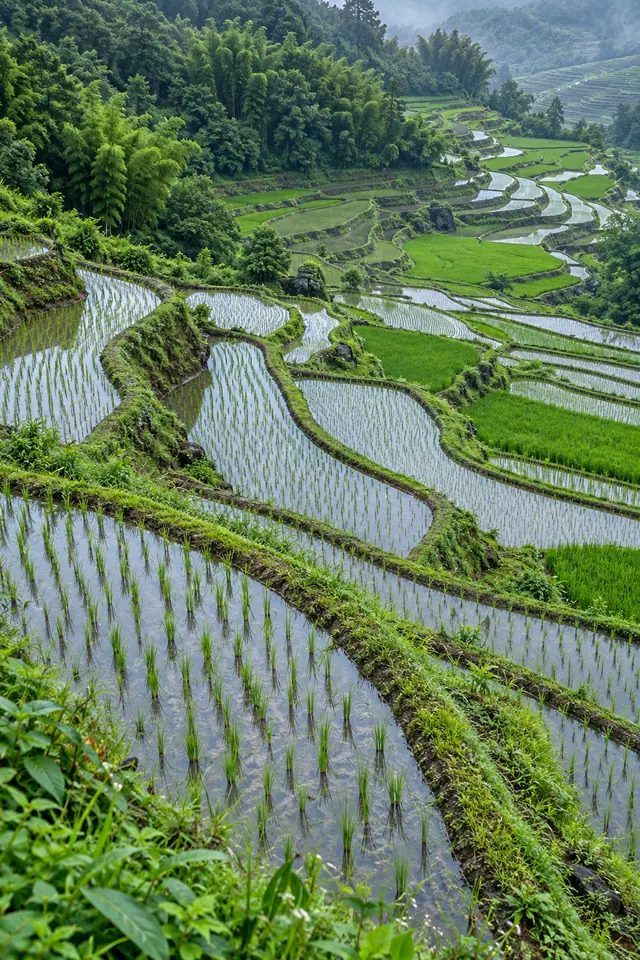 Arrozais em terraços alagados, com mudas em fileiras, margens verdes e mata nas encostas ao fundo.
