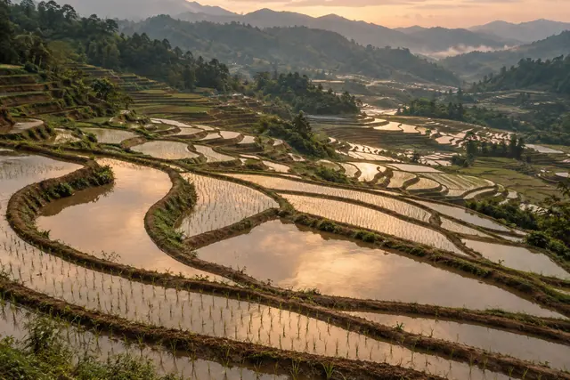 Terraços de arroz alagados refletem o céu dourado, com mudas verdes e montanhas enevoadas ao fundo.