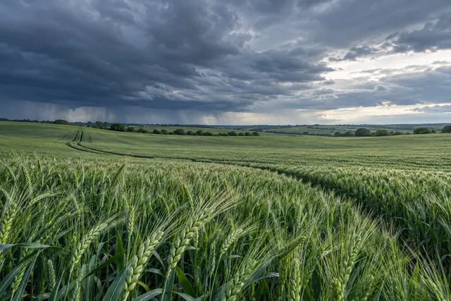 Espigas de trigo verde e rastros curvos no campo sob nuvens escuras, com chuva distante e claridade no horizonte.