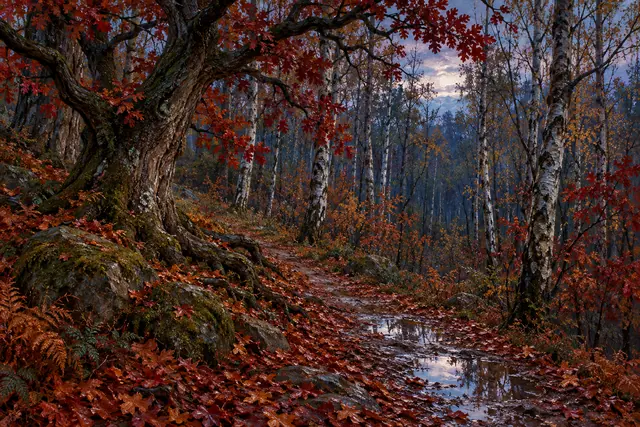 Pintura a óleo de trilha com folhas de outono e poças entre um grande carvalho e bétulas ao crepúsculo.