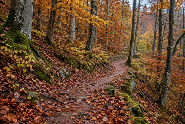 Trilha coberta de folhas de outono atravessa floresta com troncos cinzentos, raízes expostas e pedras com musgo.