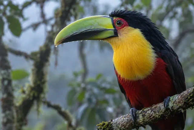 Tucano-de-bico-verde com gotas no bico, peito amarelo e vermelho, pousado em galho diante da floresta enevoada.