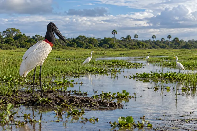 Tuiuiú em primeiro plano e três garças em área alagada do Pantanal, com vegetação verde e céu com nuvens.