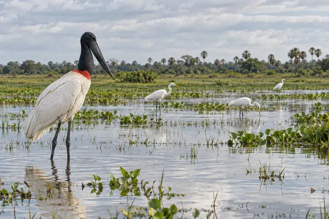 Tuiuiú em primeiro plano e três garças nas águas rasas do Pantanal, com plantas aquáticas e palmeiras ao fundo.